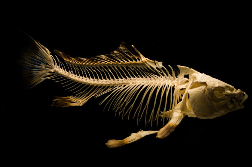 Small fish bones